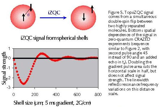 Figure 5: The calculated intermolecular zero-quantum coherence (iZQC) signal contributions from spherical shells of different sizes.